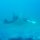 Manta beim 2.Tauchgang